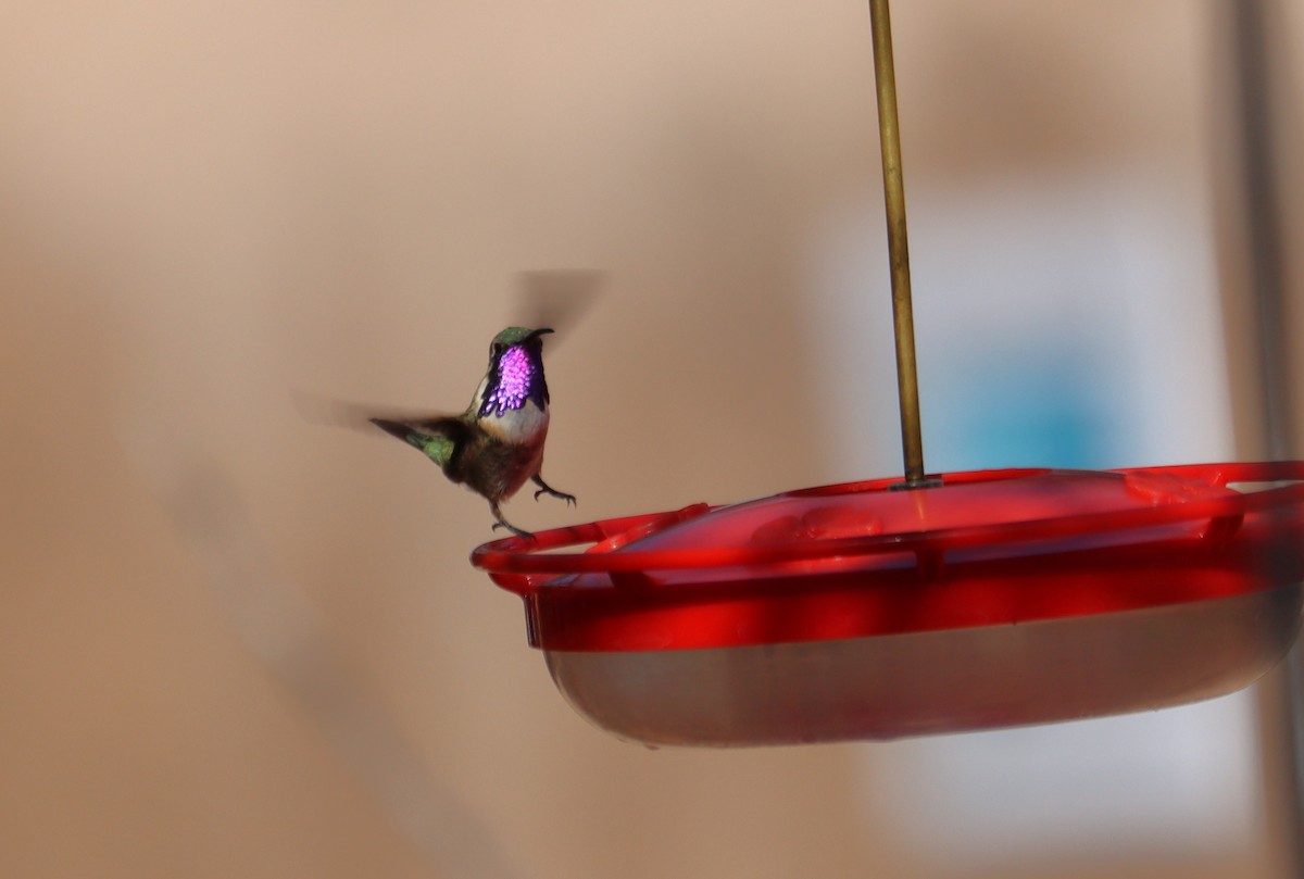 Lucifer Hummingbird - Juli deGrummond