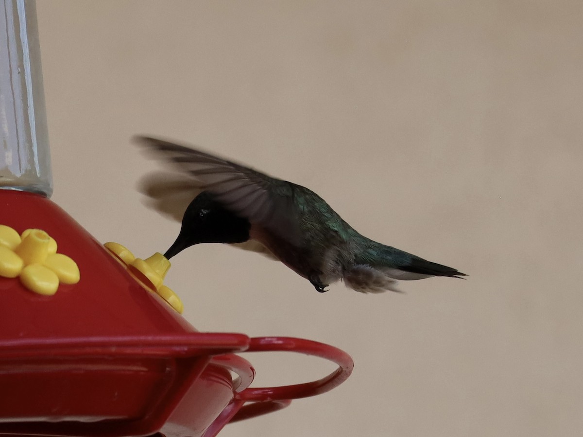 Black-chinned Hummingbird - ML621015312