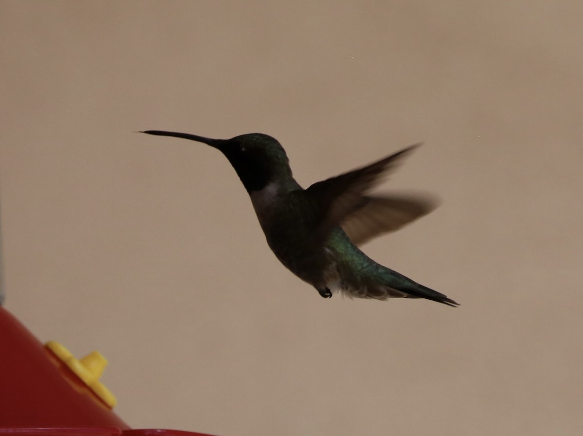 Black-chinned Hummingbird - ML621015313