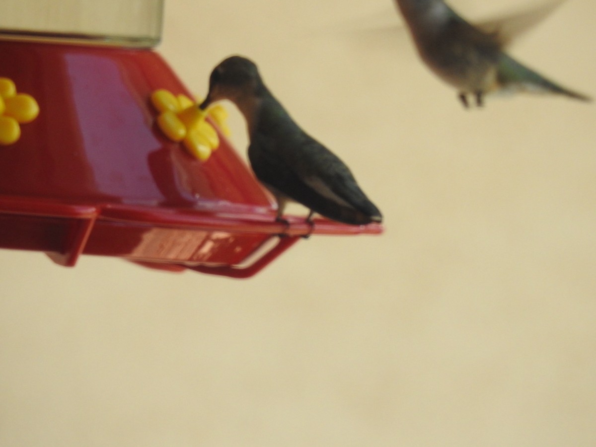 Kara Boğazlı Kolibri - ML621015315