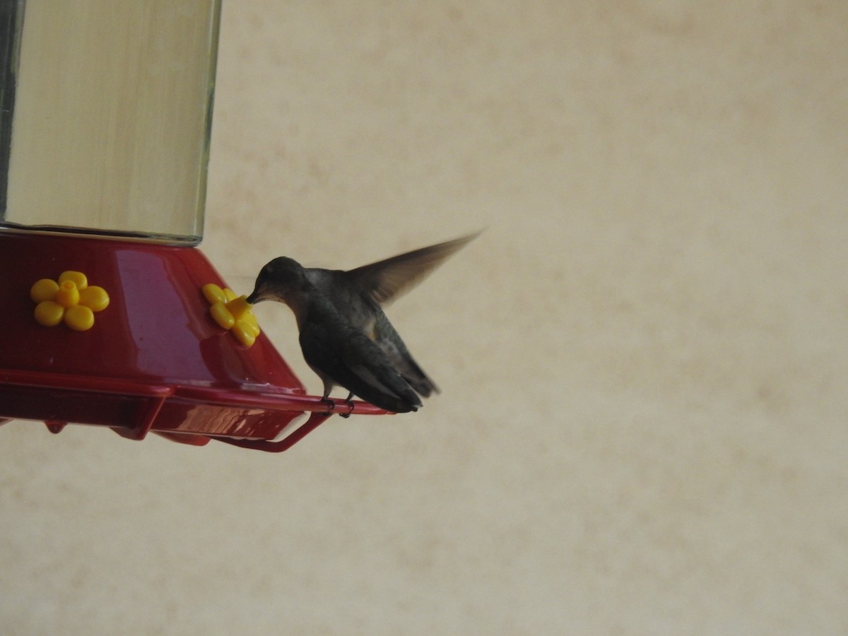 Kara Boğazlı Kolibri - ML621015316
