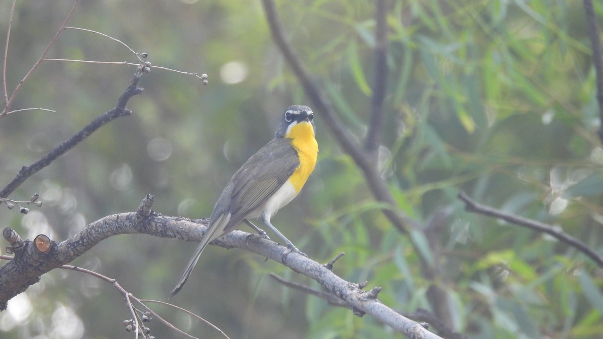 Yellow-breasted Chat - ML621015333