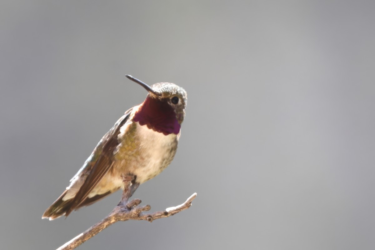 Broad-tailed Hummingbird - ML621015367