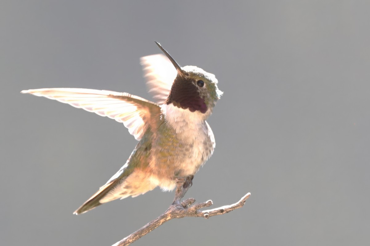 Broad-tailed Hummingbird - ML621015368