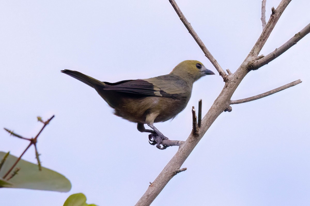Palm Tanager - ML621015370