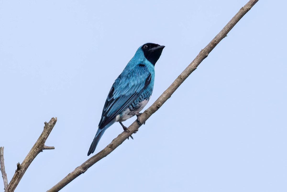 Swallow Tanager - ML621015380