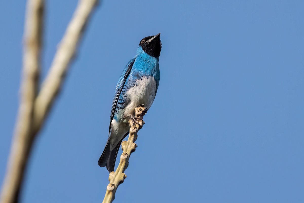 Swallow Tanager - ML621015381