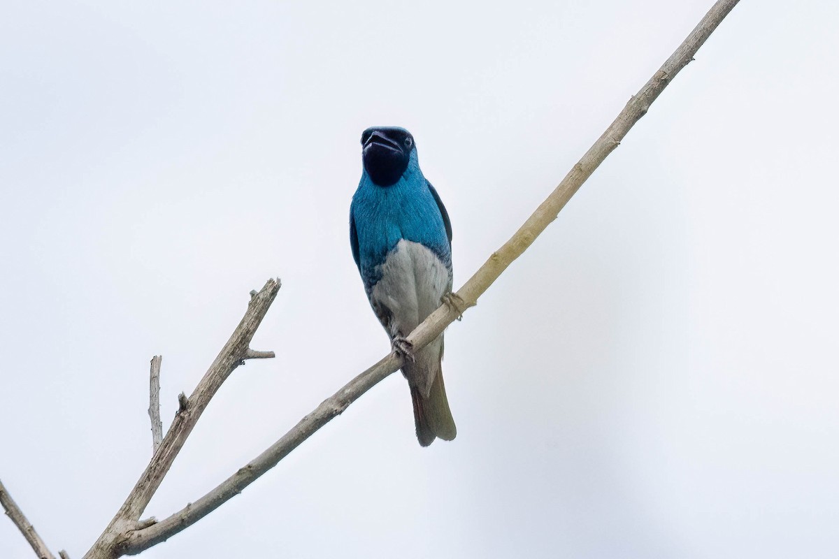 Swallow Tanager - ML621015382