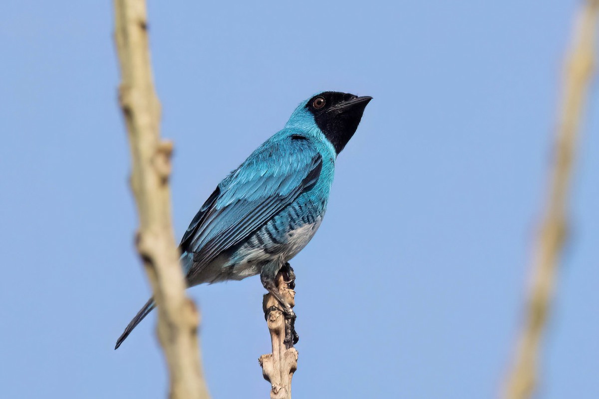 Swallow Tanager - ML621015383