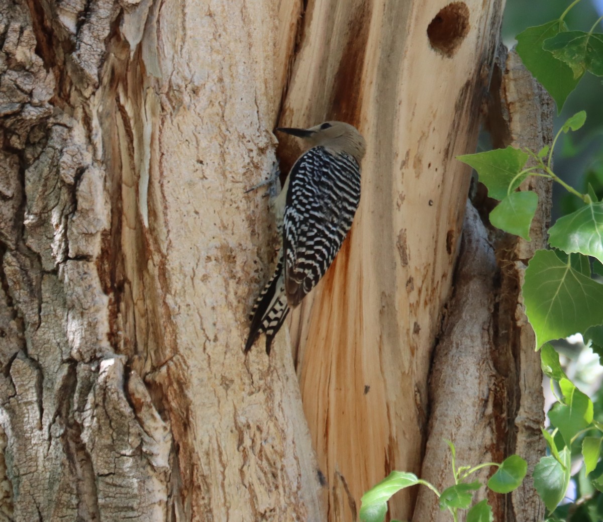 Gila Woodpecker - ML621015405
