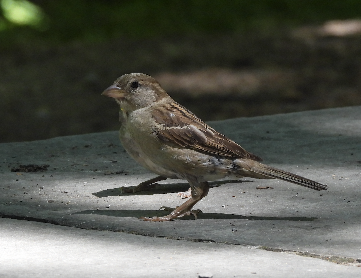 House Sparrow - ML621015410