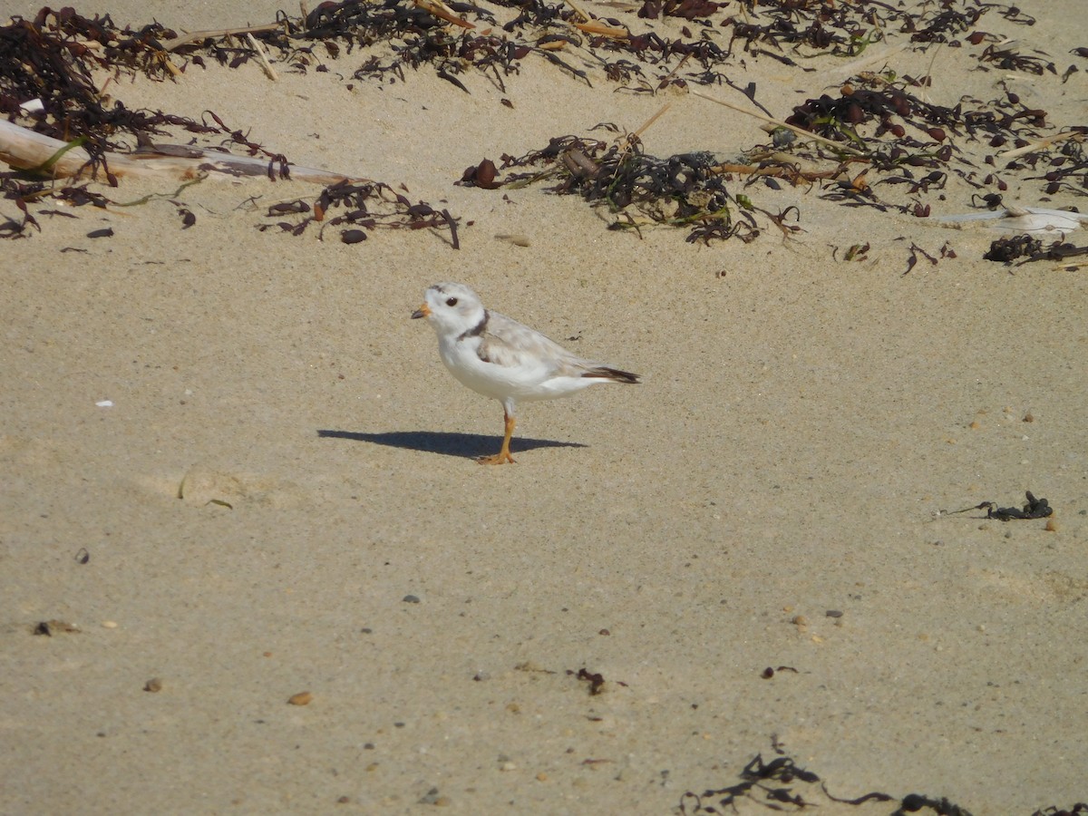 Piping Plover - ML621015426