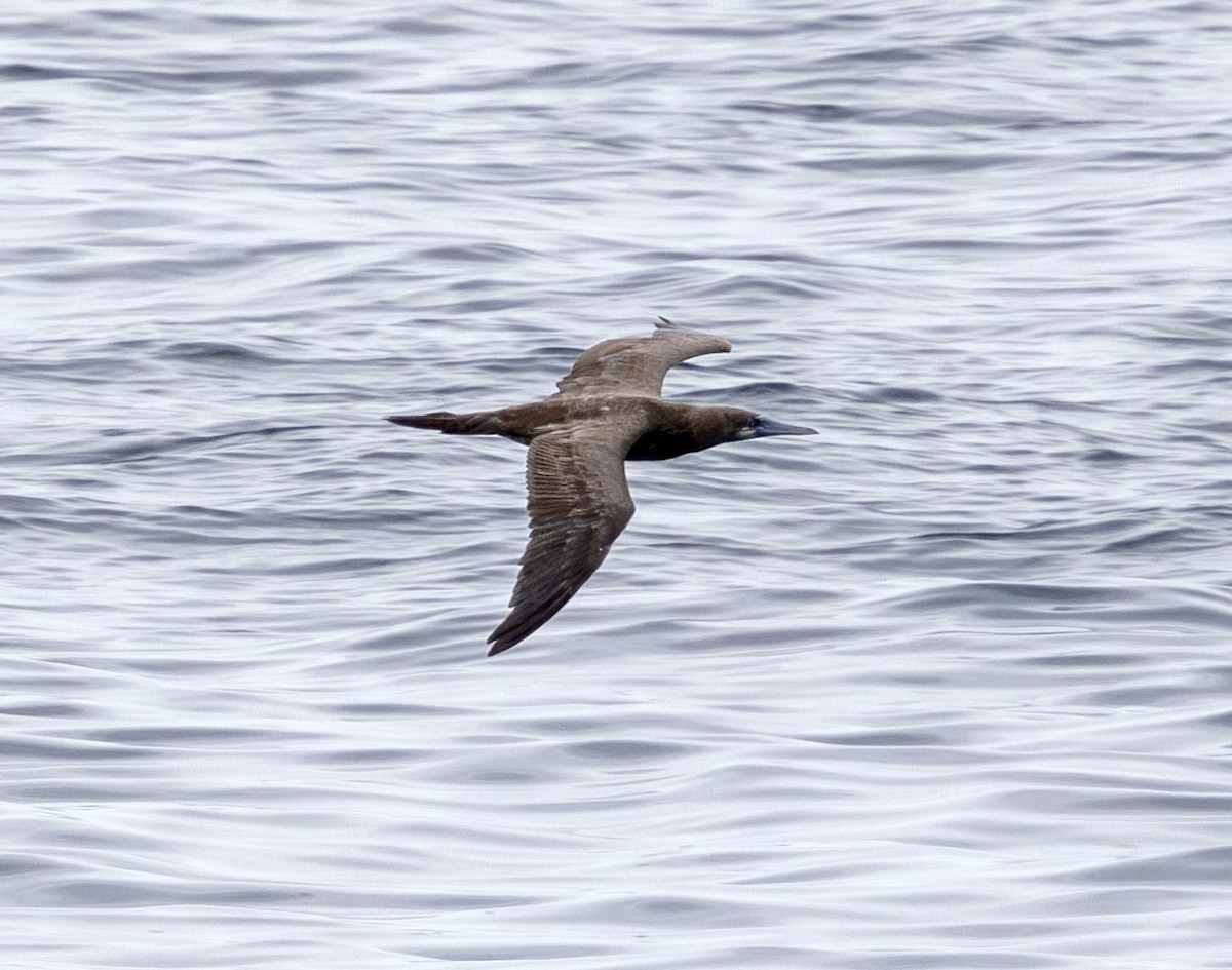 Red-footed Booby - ML621015429