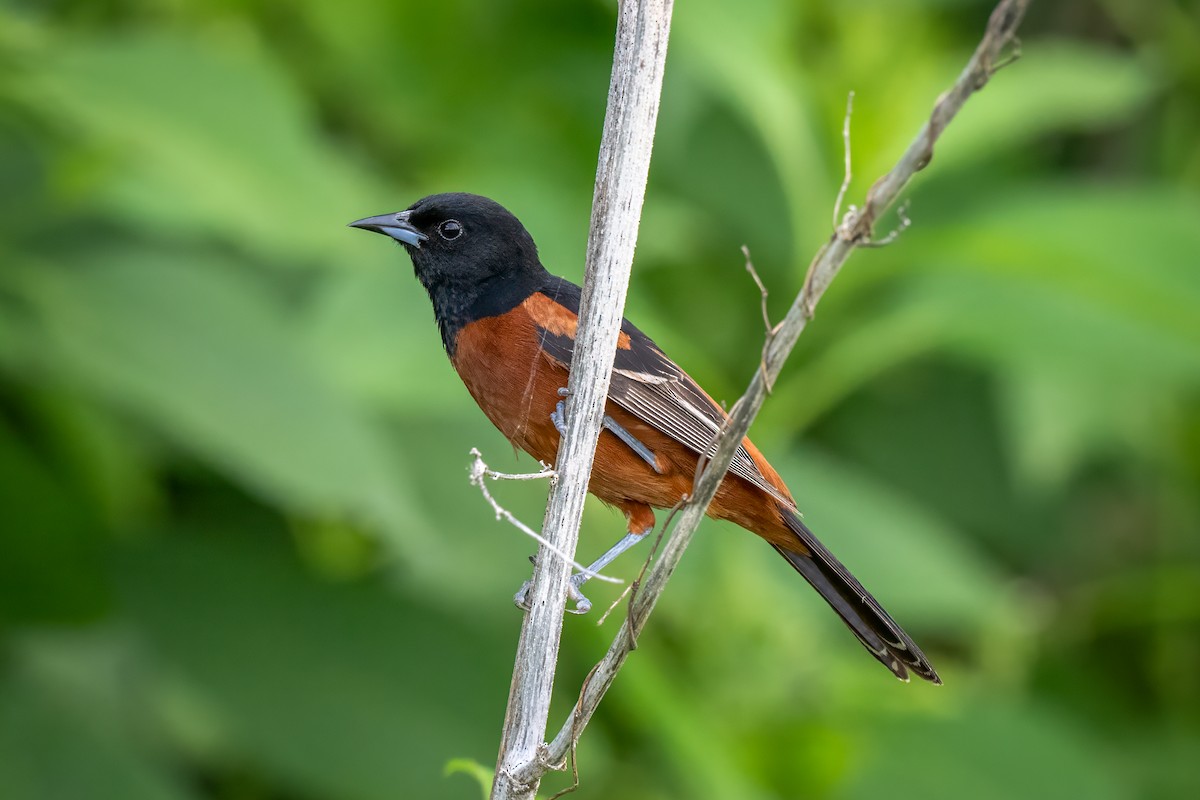 Orchard Oriole - ML621015433