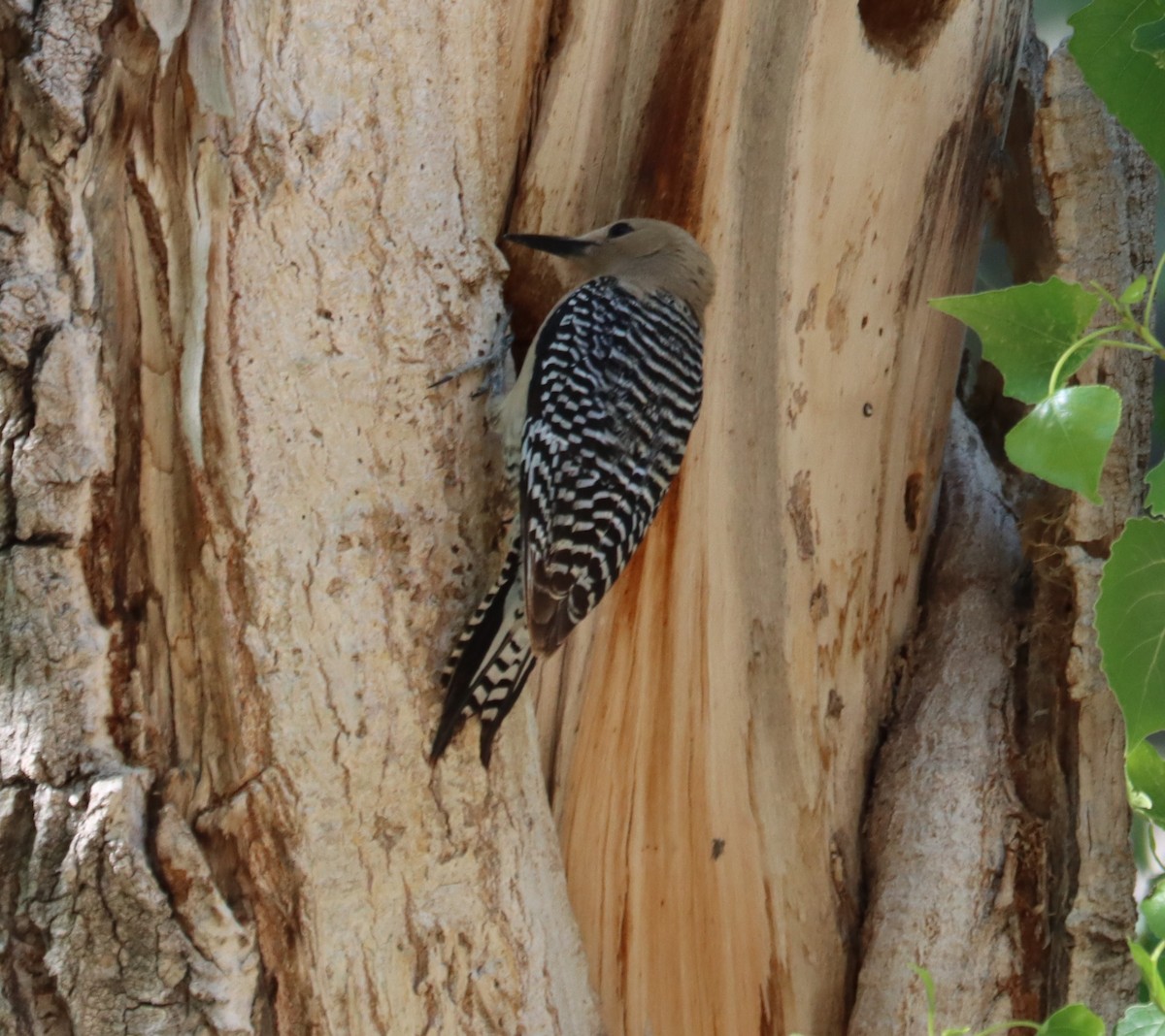 Gila Woodpecker - ML621015442