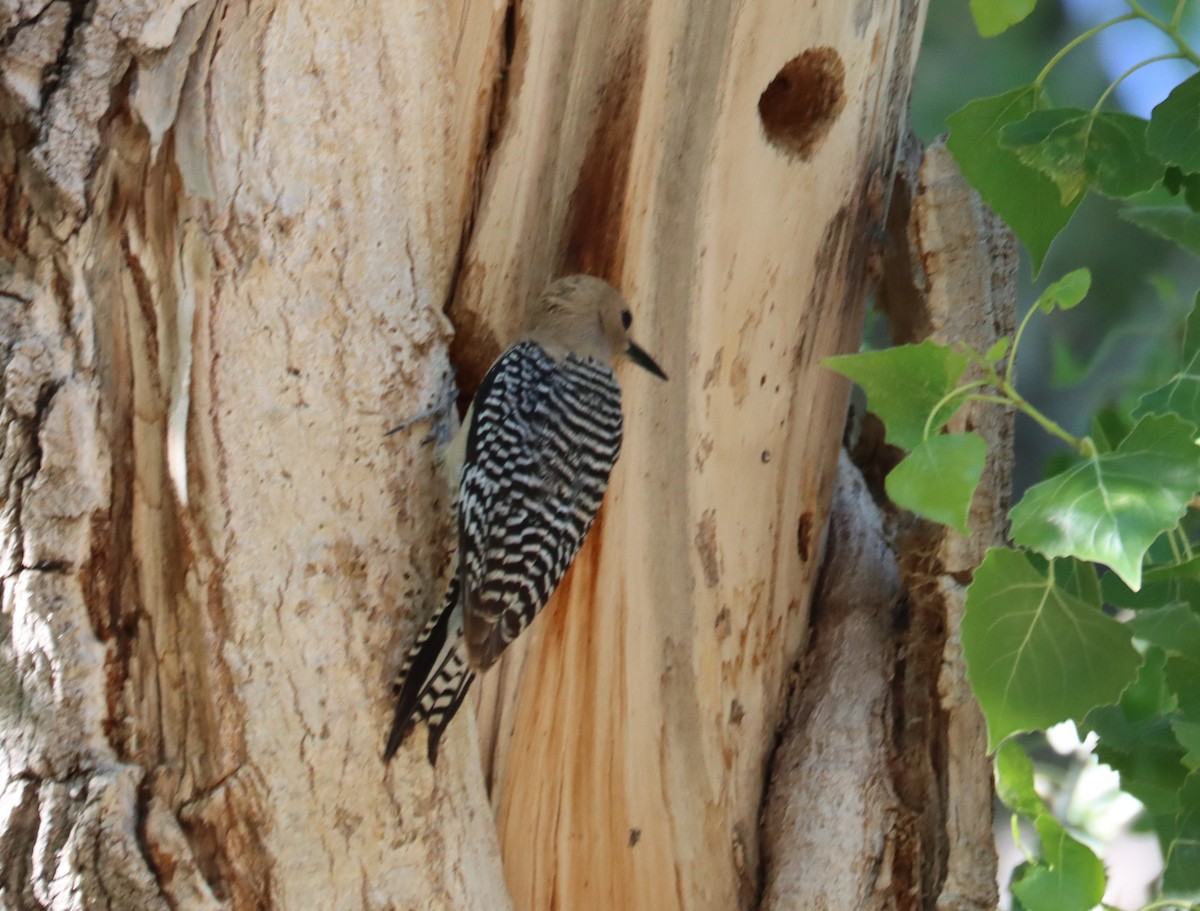 Gila Woodpecker - ML621015444