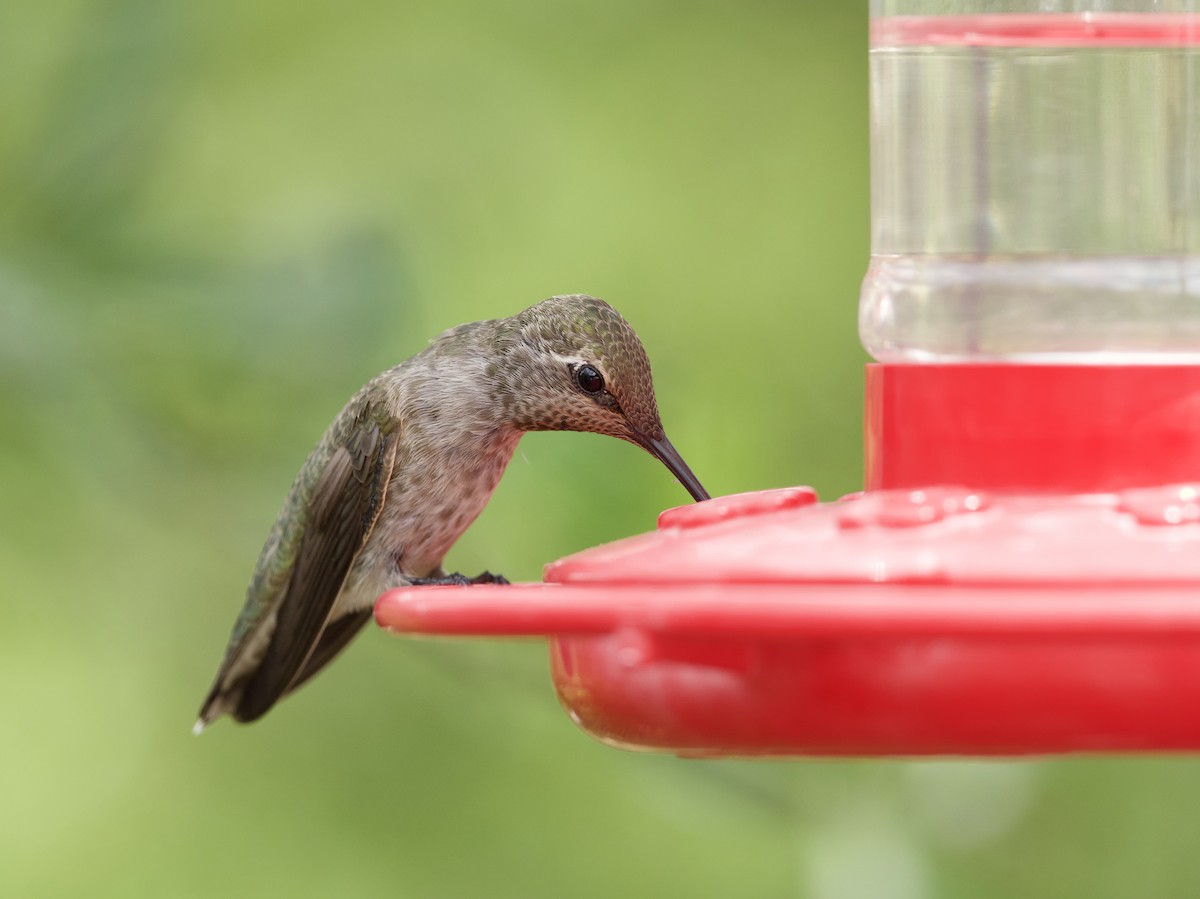Anna's Hummingbird - ML621015447