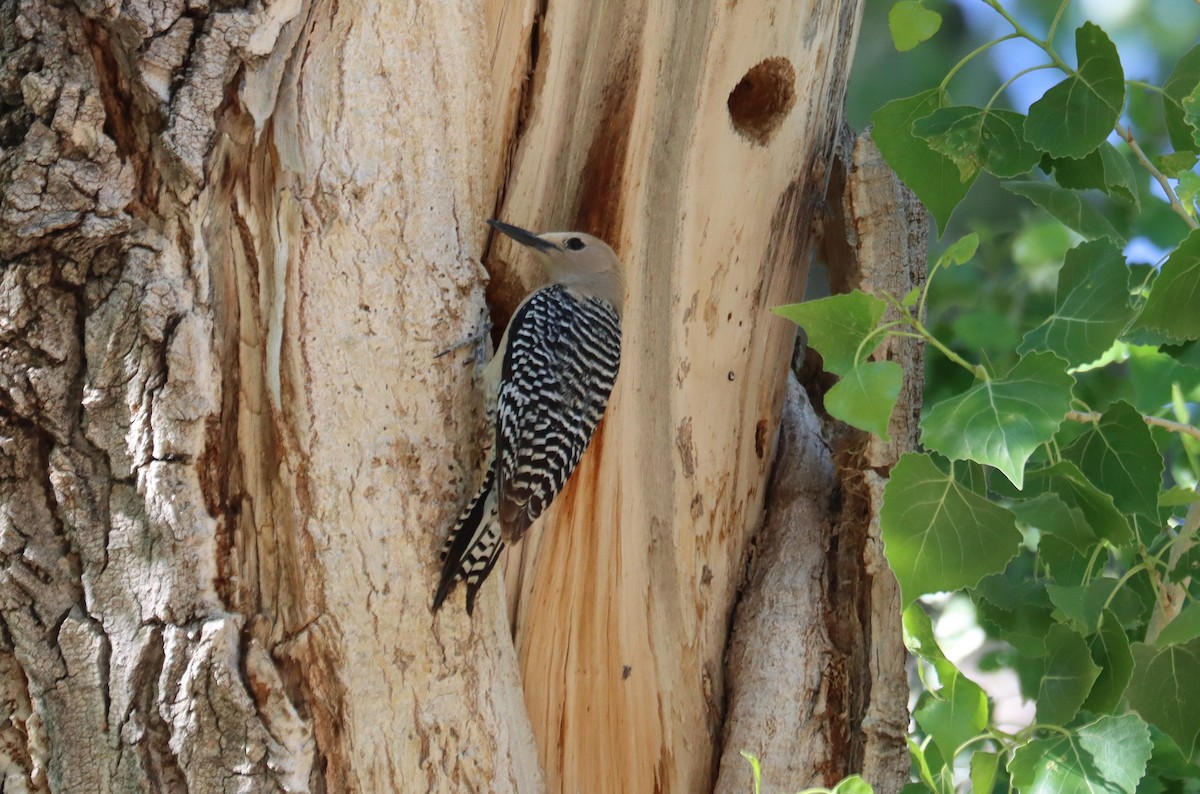 Gila Woodpecker - ML621015449
