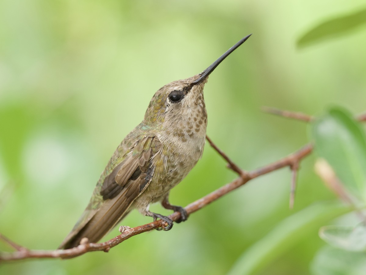 Anna's Hummingbird - ML621015450
