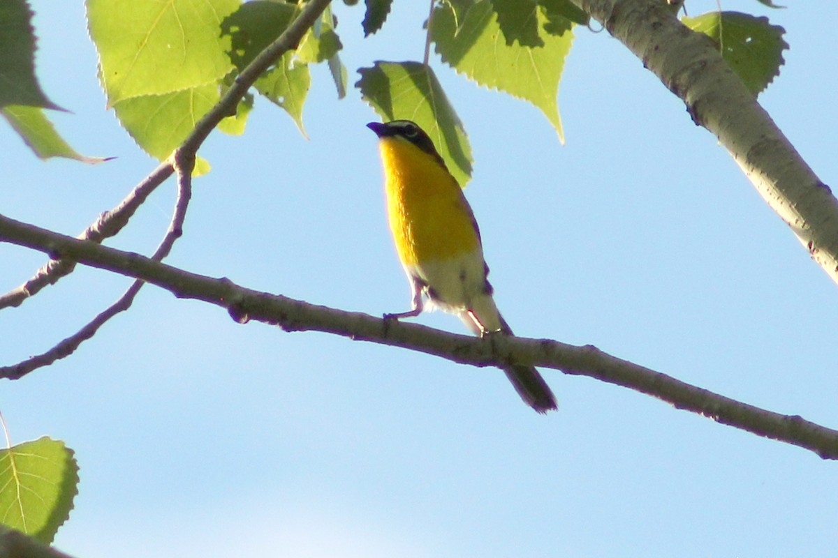 Yellow-breasted Chat - ML621015453