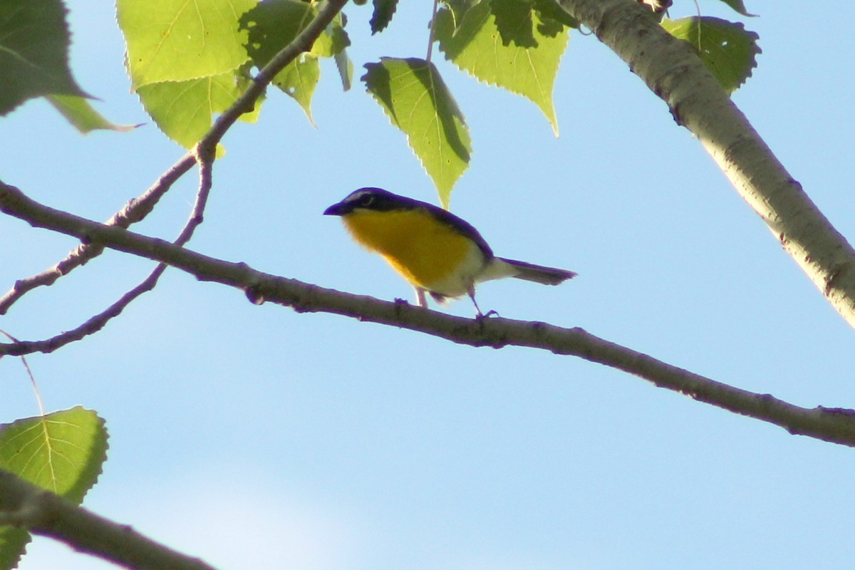 Yellow-breasted Chat - ML621015454