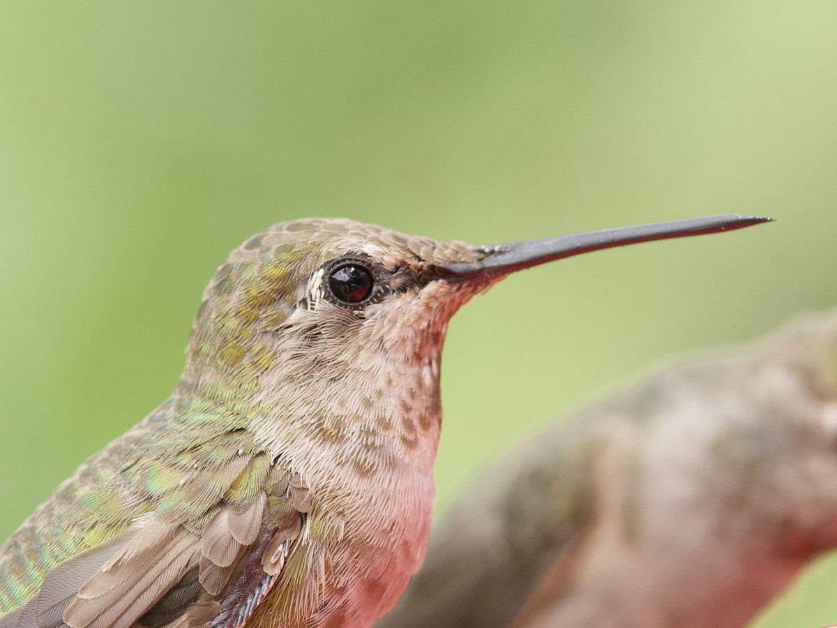 Anna's Hummingbird - ML621015456