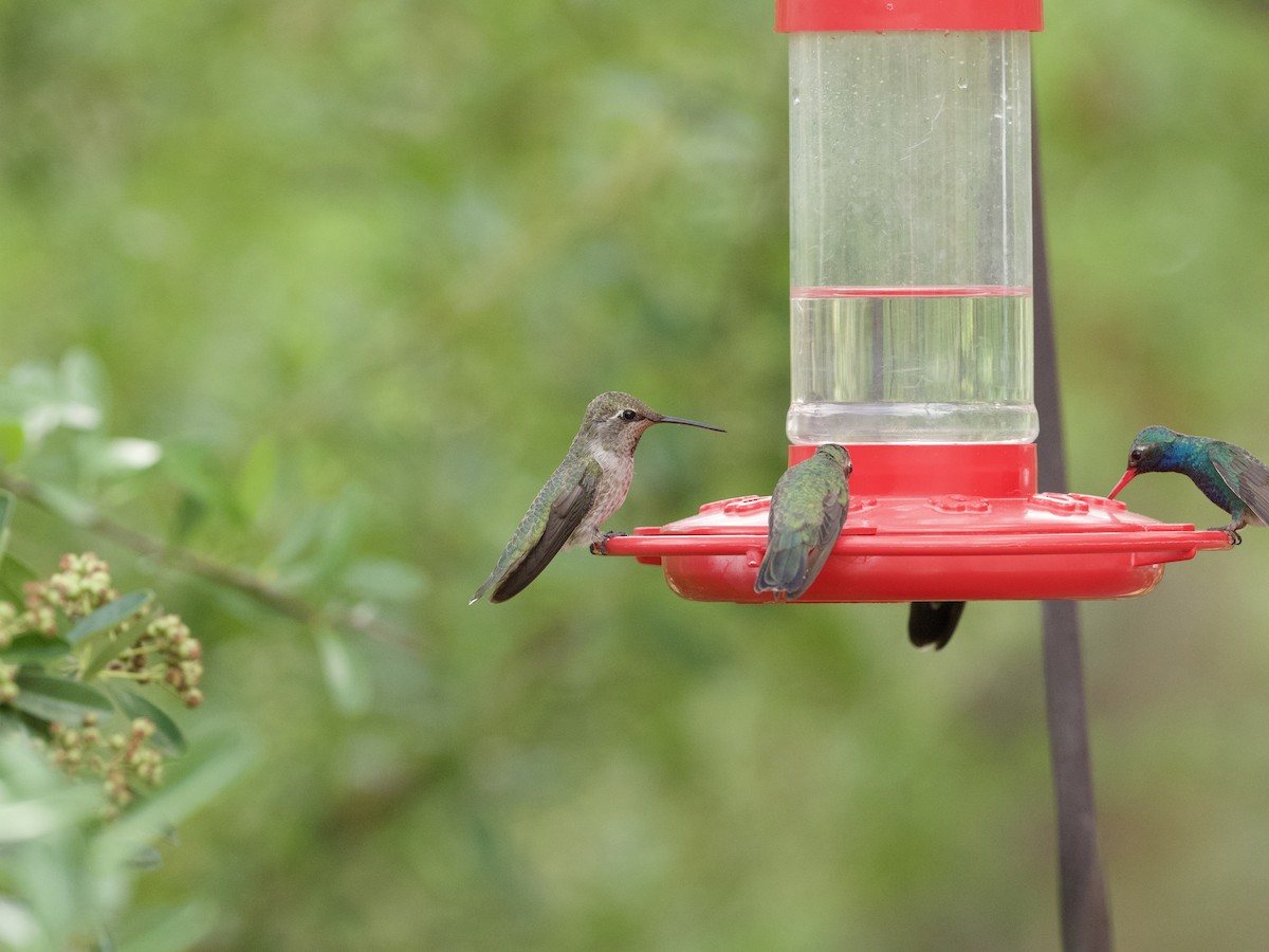 Anna's Hummingbird - ML621015462