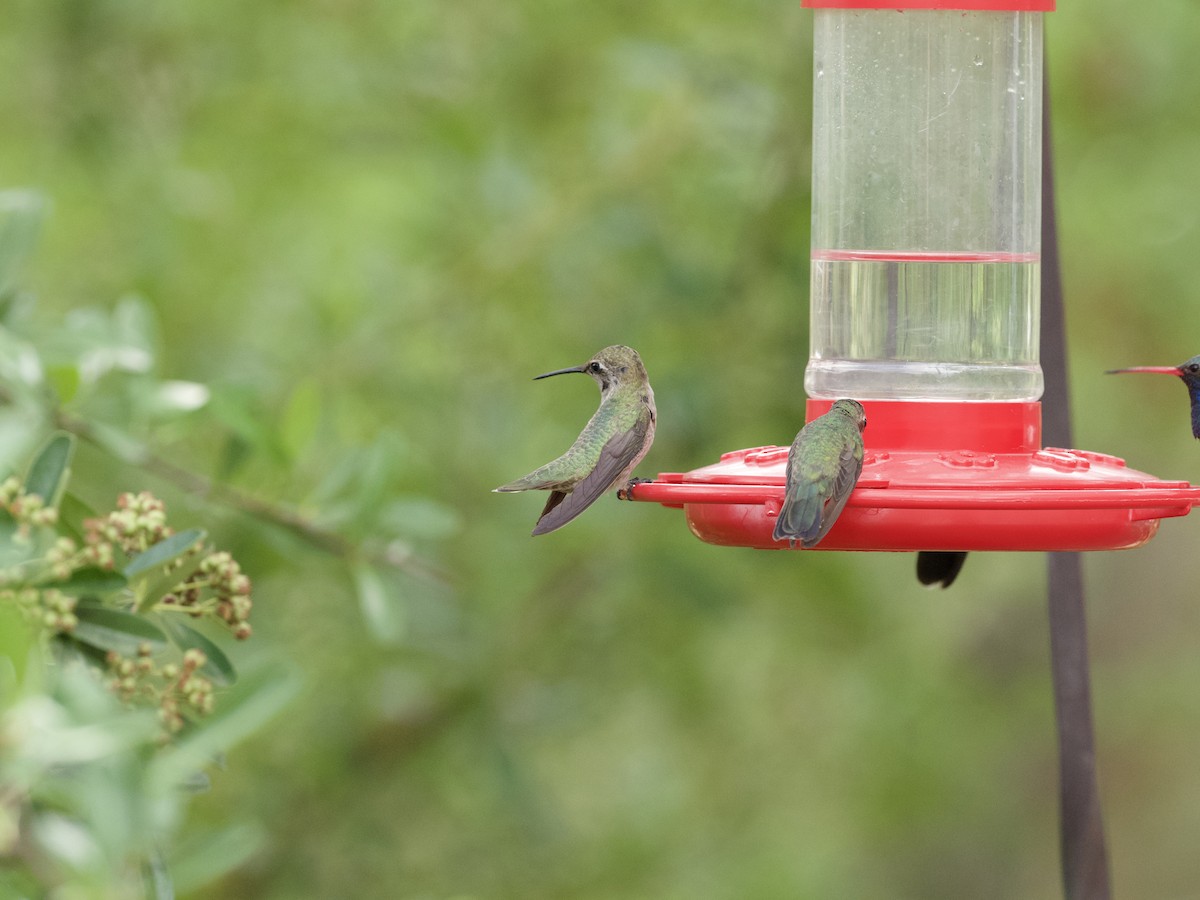 Anna's Hummingbird - ML621015463