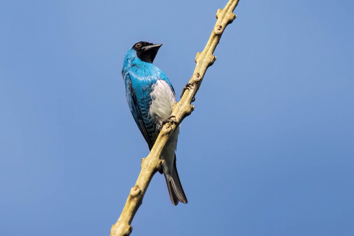 Swallow Tanager - ML621015464