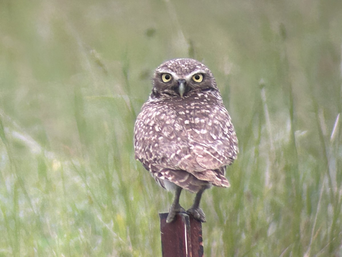 Burrowing Owl - ML621015493