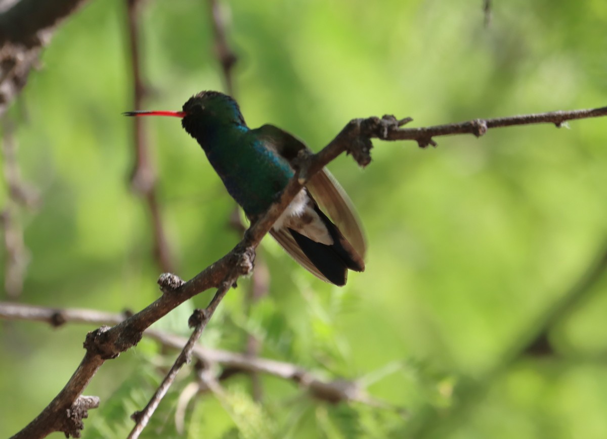 kolibřík širokozobý - ML621015494