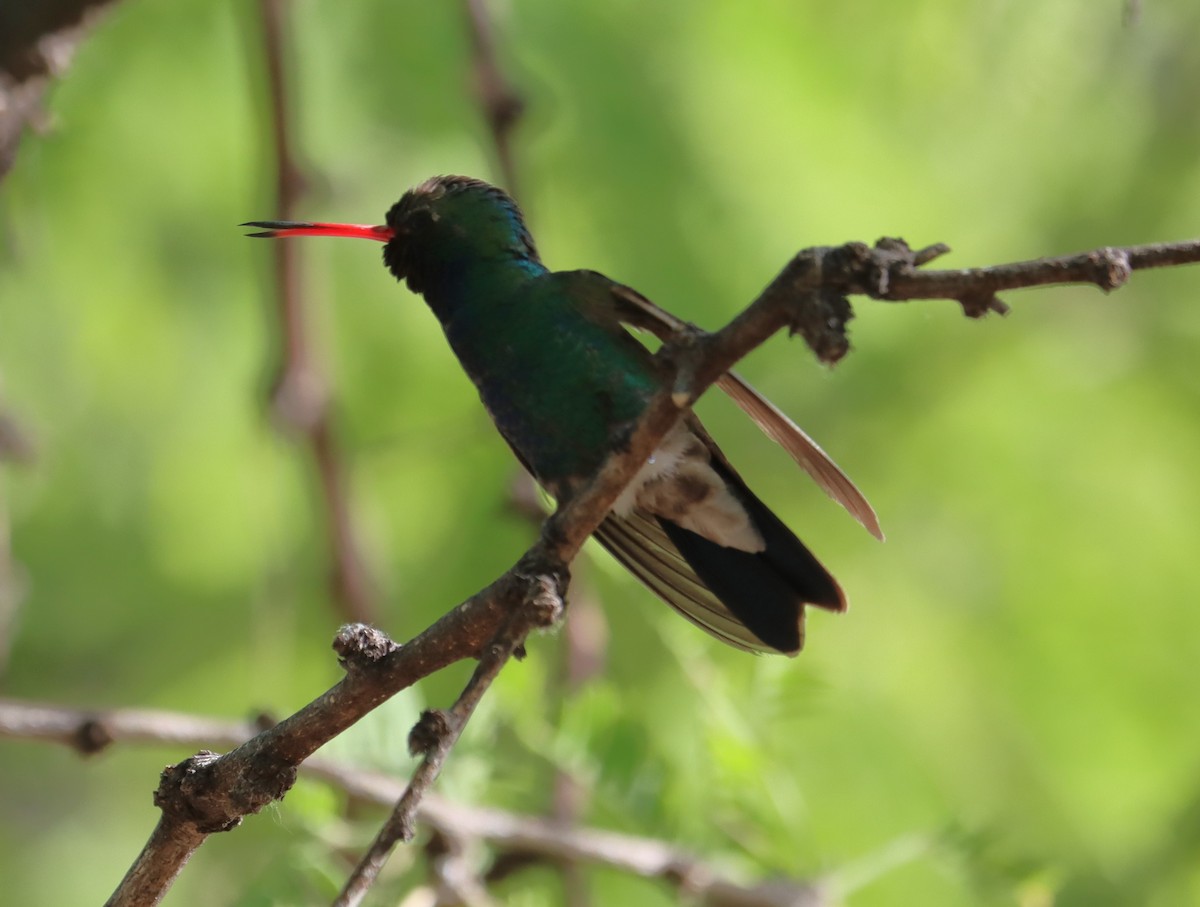 Broad-billed Hummingbird - ML621015495
