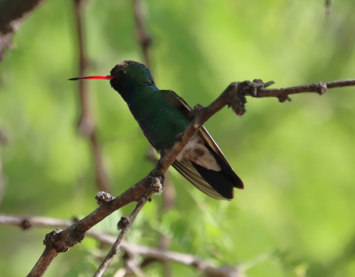 kolibřík širokozobý - ML621015497