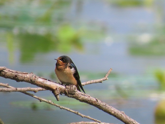 Barn Swallow (American) - ML621015510
