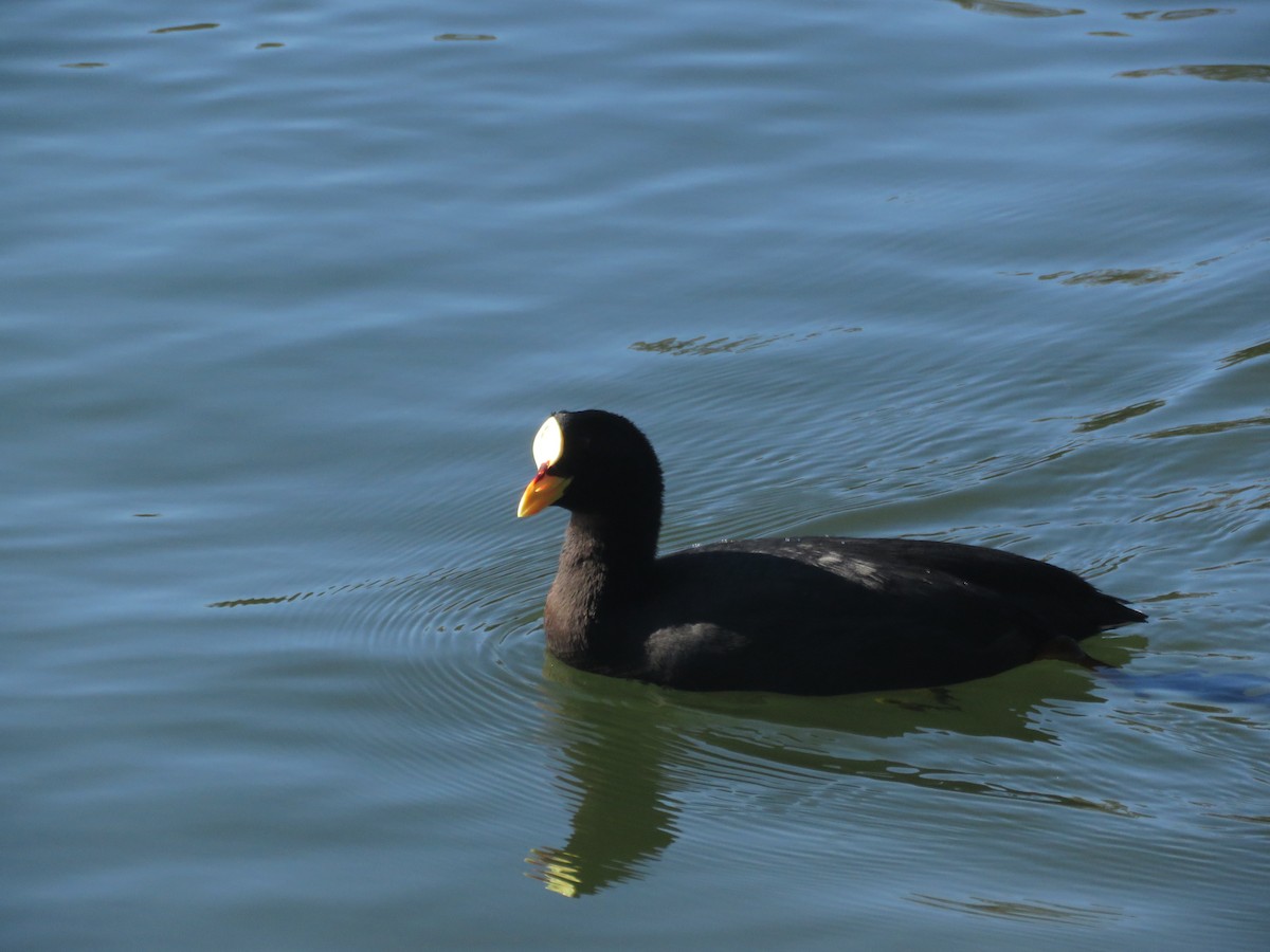 Red-gartered Coot - ML621015538