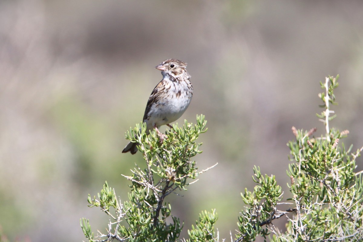 Vesper Sparrow - ML621015540