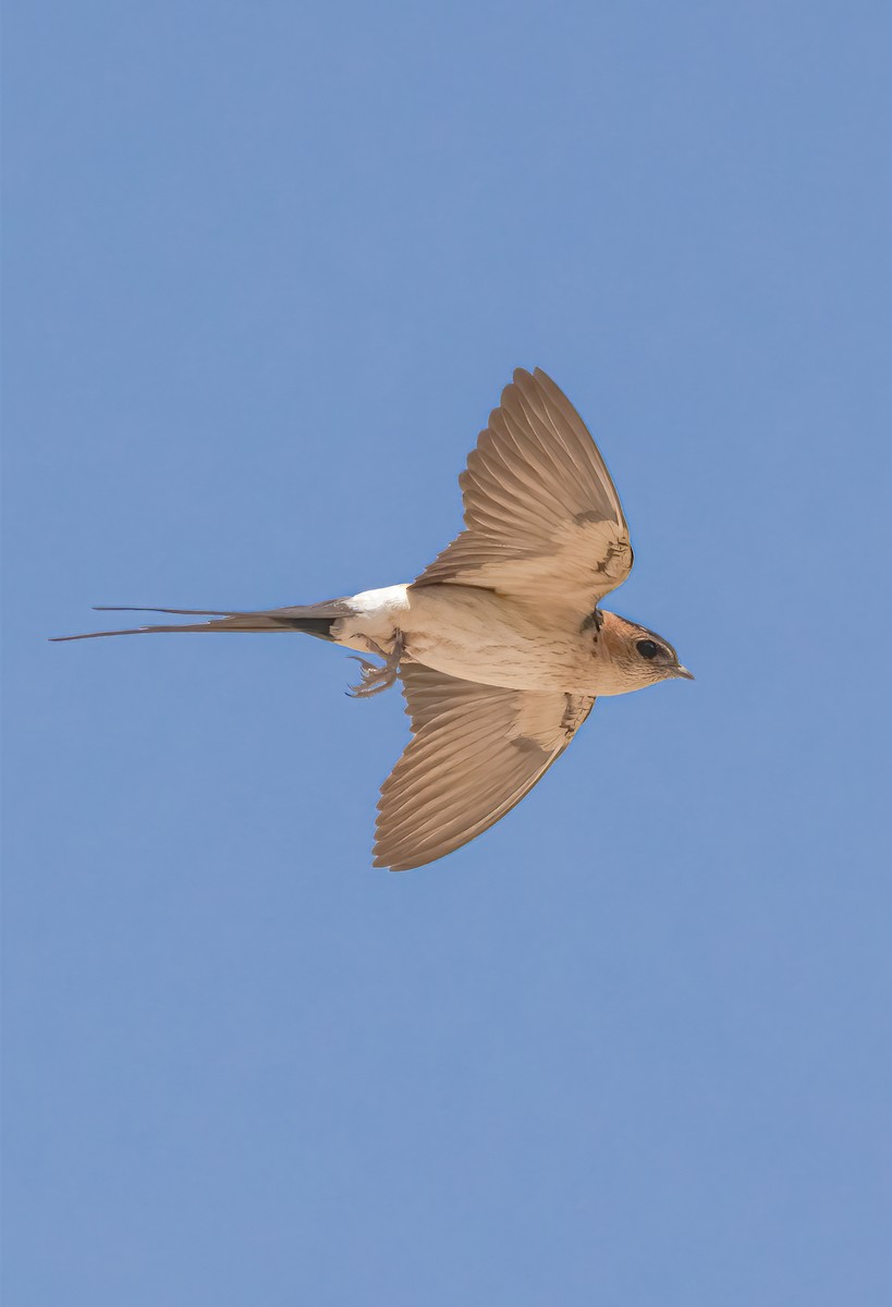 Red-rumped Swallow - ML621015544