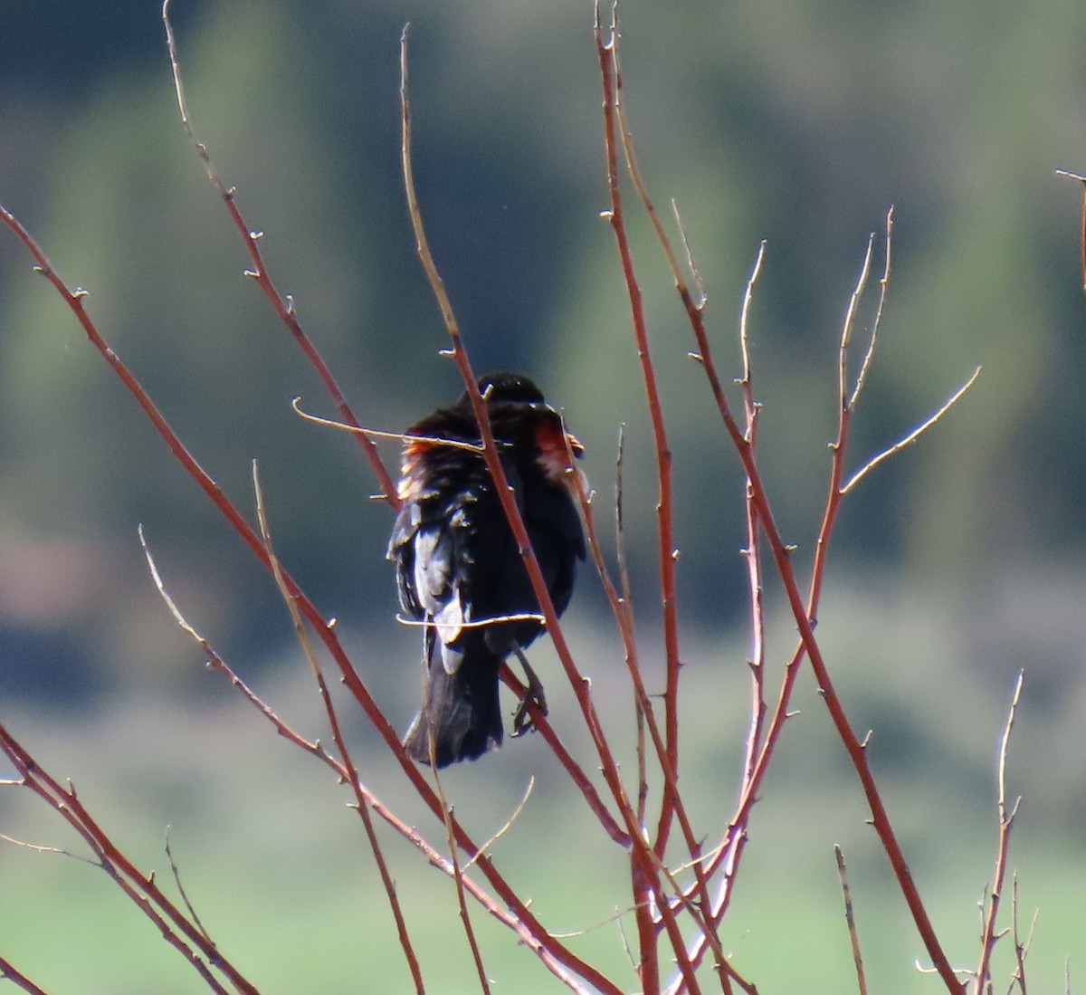 Red-winged Blackbird (Red-winged) - Robert Solomon