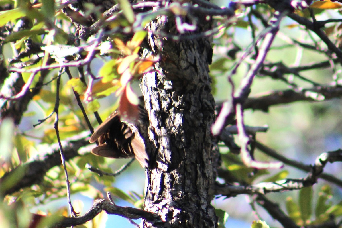 Arizona Woodpecker - ML621015594