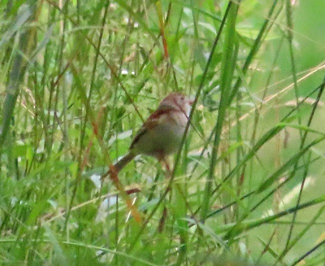 Field Sparrow - ML621015597