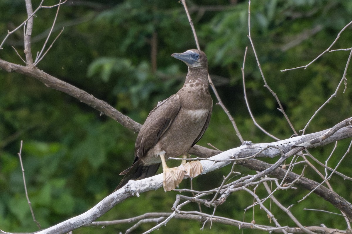 Brown Booby - ML621015598