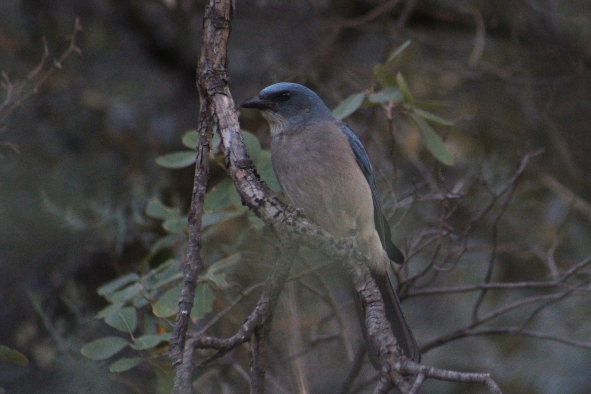 Mexican Jay - ML621015609
