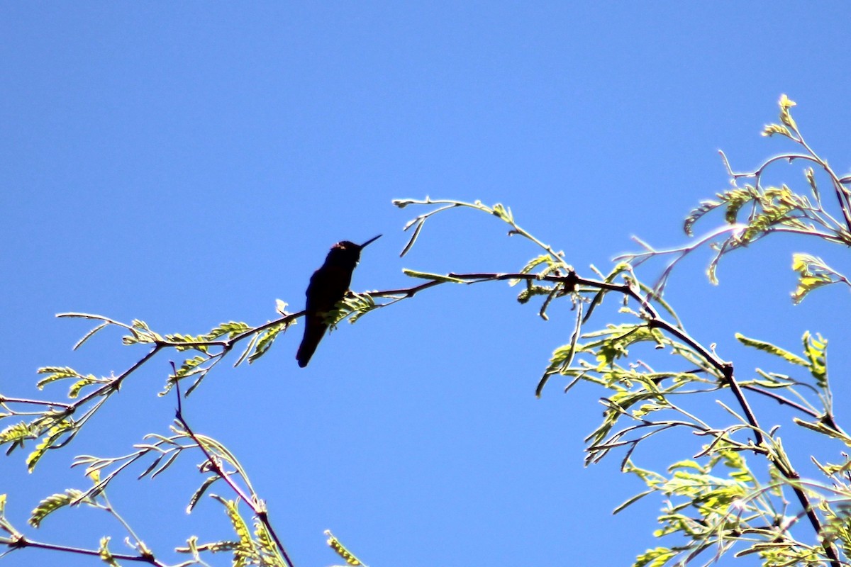 Black-chinned Hummingbird - ML621015621