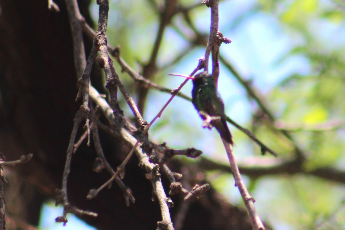 kolibřík širokozobý - ML621015625