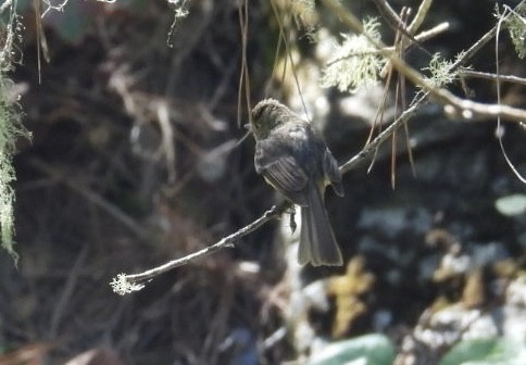 Orange-crowned Warbler - ML621015632