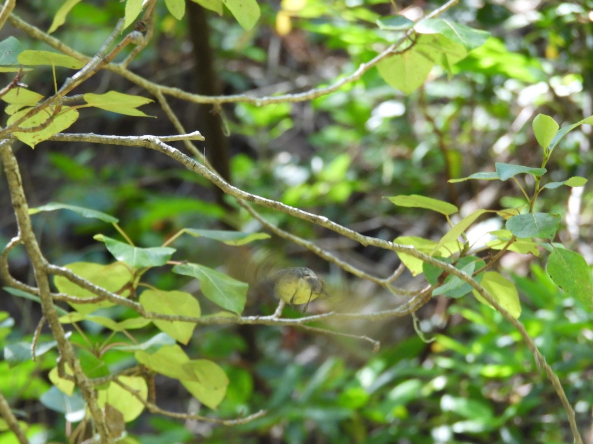 Orange-crowned Warbler - ML621015633