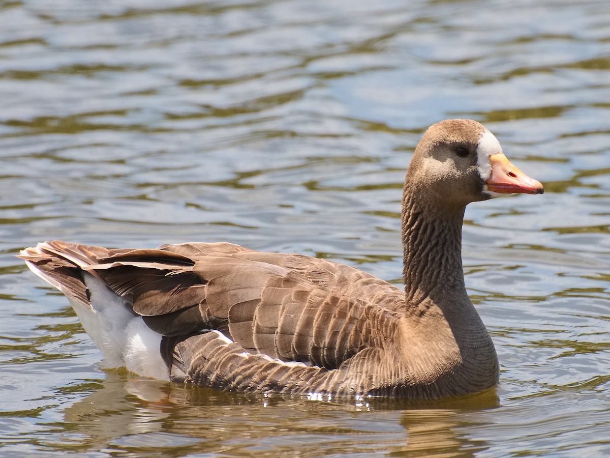 Greater White-fronted Goose - ML621015649
