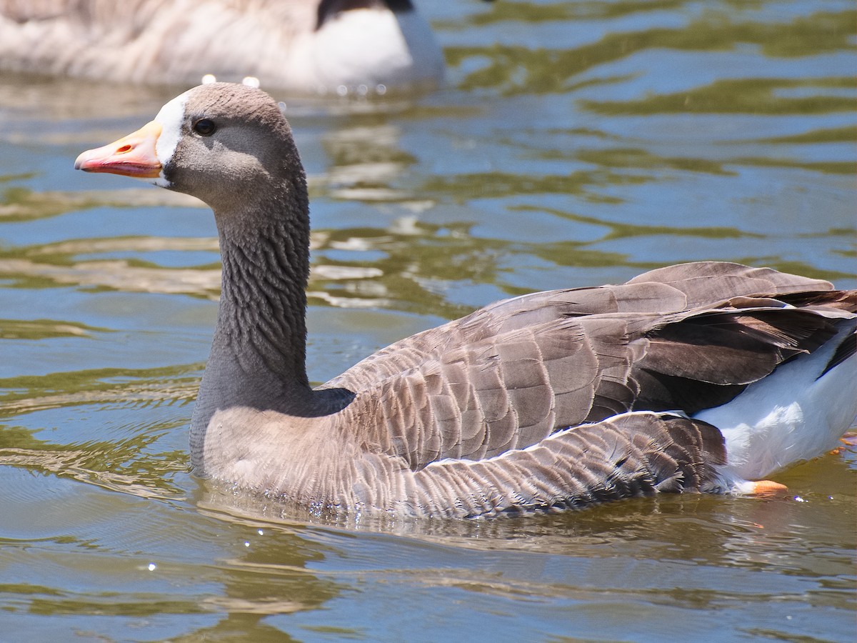 Greater White-fronted Goose - ML621015653