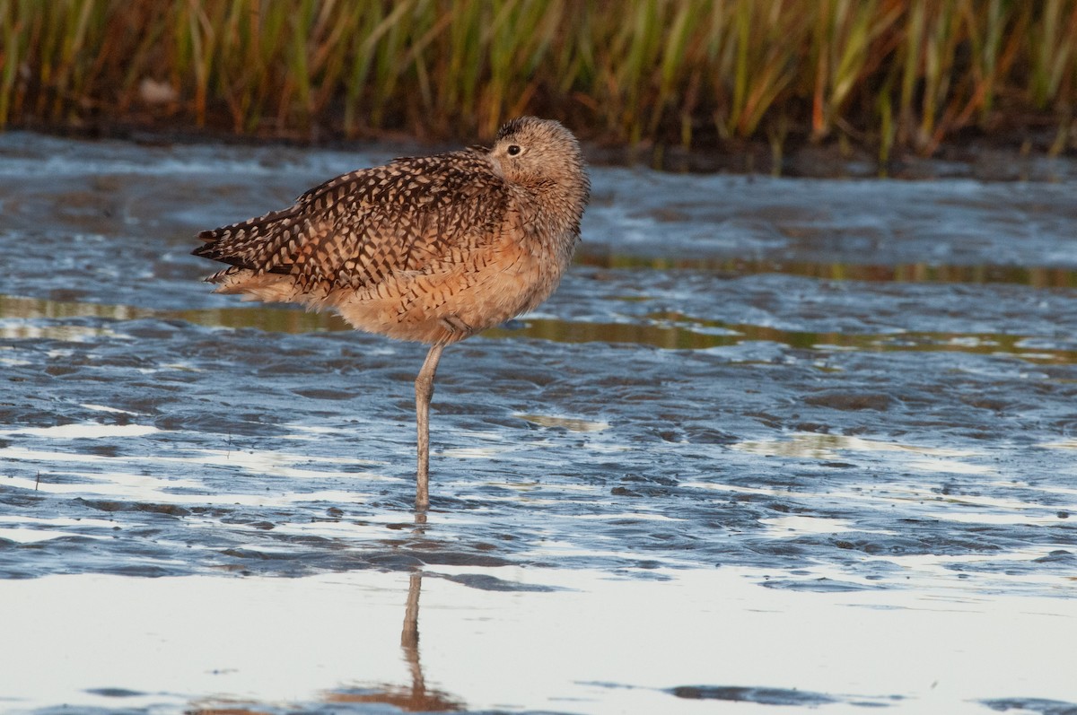 Long-billed Curlew - ML621015661