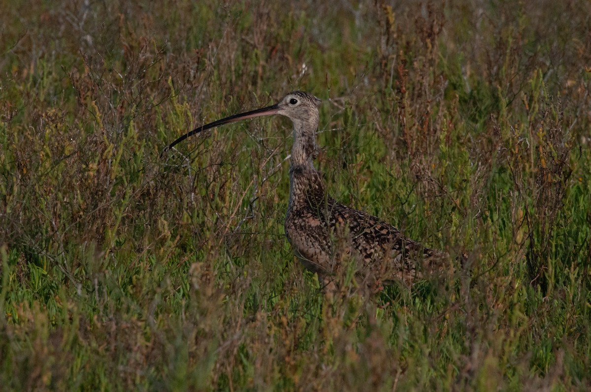 Long-billed Curlew - ML621015662